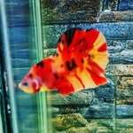 chris.aquatic - @chris.aquatic - Instagram