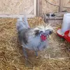 MowieDaRooster - @chrisaugustyniak - TikTok