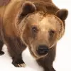 Bear - @chrisaventuras8 - TikTok