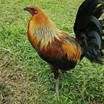 Chris Babas - @kon3inc - Instagram