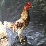 Chris Babas - @kon3inc1 - Instagram