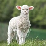 Chris Babich - @chrisbabich9 - Instagram