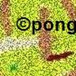 Chris Babich - @pongeon4 - Instagram