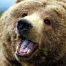 Chris Baer - @grrrthebear400 - TikTok