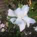 Chris Barus - Facebook