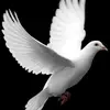 Chris Basile - @chrisbasile321977use - TikTok