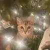 Christine Baumgartner Kramps - @christine.baumgar - TikTok