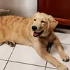 chris - @chris.bautista.17 - TikTok