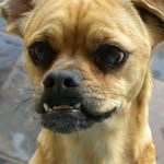Chris Bayless - @dogsoldier111 - Instagram