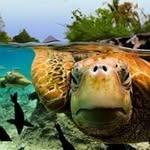 Chris Beadle - @1oceanbeachlover - Instagram