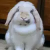 Chriss Beaudry - @chriss.beaudry - TikTok