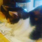 Chris Beckmann - @bettyross72470 - Instagram