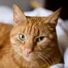 Chris Beckmann - @chris.beckmann2 - TikTok