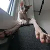 Chriss Bednarz - @chriss.bednarz - TikTok