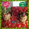 Chris Behringer - @craftingcorgis - TikTok