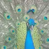 Chris Bellew935 - @chrisbellew935 - TikTok
