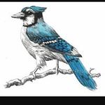 Chris Bellinger - @_bluejay88_ - Instagram