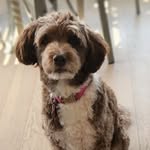 Chris Stube Bellman - @mamabellman - Instagram