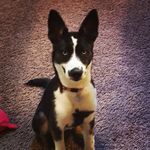chris bendickson - @chris_bendickson - Instagram