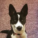 chris bendickson - @bendickson_chris - Instagram