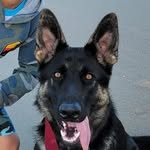 Chris Bentz - @trdguy213 - Instagram