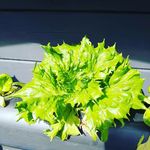 hydroponics - @chris.berendsen - Instagram