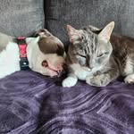 Chris Bergman - @leroyderwunderhund - Instagram