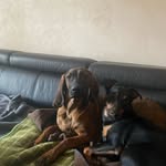 Christoph-Sebastian Beringer - @hunting_vetdoc - Instagram
