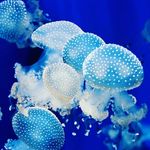 Chris Bertolozzi - @crispy856 - Instagram