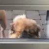 Christian og Fluffy💚💚 - @christian.beshara - TikTok