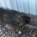 Chris Bethke - @bethke_family_farms - Instagram