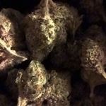 Christopher Birdsey - @birddogchris - Instagram