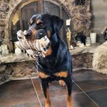 Chris Birks - @chris_birks - Instagram