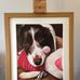 Dog Portraits by Chris Birks - Facebook