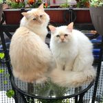 Chris & Donald 🐾 Sacred Birman - @birman.brothers - Instagram
