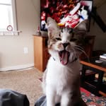 christian blackard cornwell - @christianbcornwell - Instagram