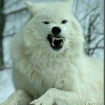 Chris Bledsoe - @midnyghtwolf33 - Instagram