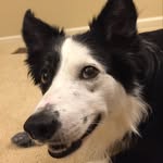 Chris Bodishbaugh - @ripthebordercollie - Instagram