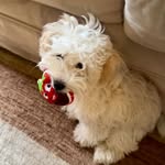 Chris Bogus - @chrisbogus12 - Instagram