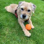 Christine Boulter - @dexterdogbt - Instagram