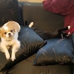Chris Bramlett - @azriel_undine - Instagram