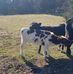 Chris Bramlett - Facebook
