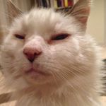 Chris Branson - @christoph_salubrious - Instagram