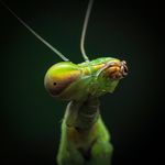 Chris Bratcher - @mostlymacrobugs - Instagram