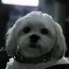 Chris Bratz493 - @chrisbratz493 - TikTok