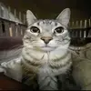 ChrisBraun - @chrisbraun4 - TikTok