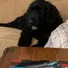 chrisbrawley385 - @chrisbrawley385 - TikTok