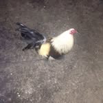 Chrisbreger - @chrisbreger_rooster - Instagram