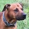 Chris Brindle - @chris.brindle - TikTok
