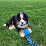 Chris Bresler - @chris.bresler.102 - Instagram